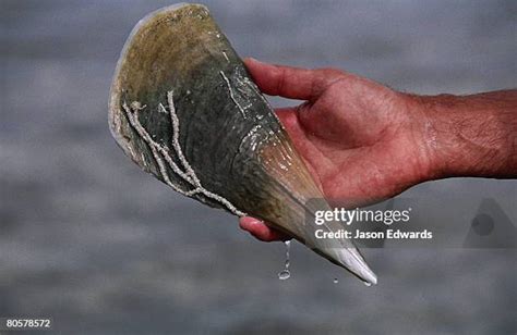 razorfish south australia.